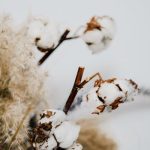 Sustainable Textiles Grown From Cutting-Edge Algae Technologies