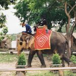 Wildlife Encounters: Ethical Wildlife Tourism Experiences