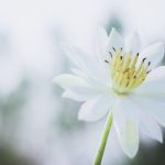 Symbiotic Living: Humans and Environment in Harmony